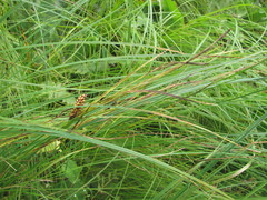 Carex melanostachya