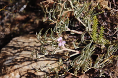 Pelargonium laevigatum oxyphyllum
