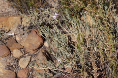 Pelargonium laevigatum oxyphyllum