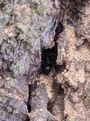 Camponotus herculeanus