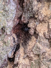 Camponotus herculeanus