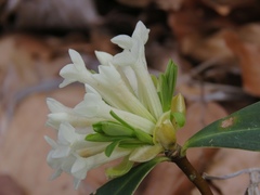 Daphne blagayana