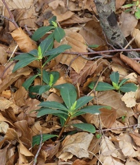 Daphne blagayana