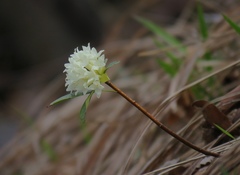 Daphne blagayana