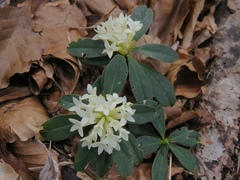 Daphne blagayana