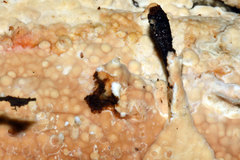 Cabalodontia subcretacea