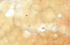 Cabalodontia subcretacea