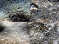 Cabalodontia subcretacea