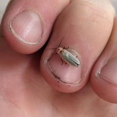 Photinus marginellus