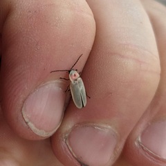 Photinus marginellus