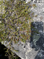 Empetrum eamesii