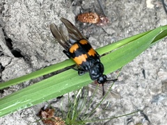 Nicrophorus defodiens