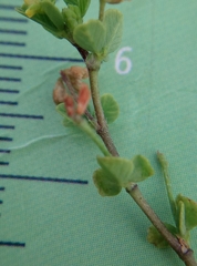 Trifolium dubium
