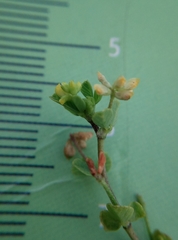 Trifolium dubium