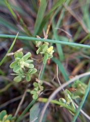 Trifolium dubium