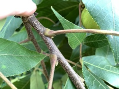 Carya carolinae-septentrionalis