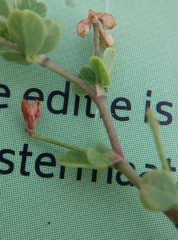 Trifolium dubium