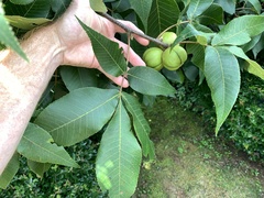 Carya carolinae-septentrionalis