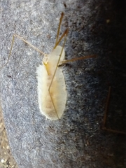 Entomophthoraceae