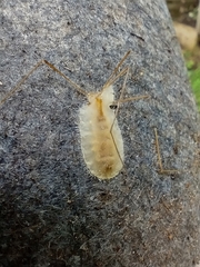 Entomophthoraceae