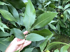 Carya carolinae-septentrionalis