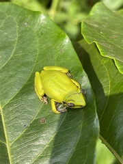 Hyperolius cinnamomeoventris