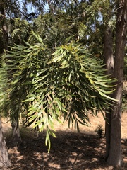 Grevillea robusta