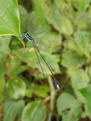 Caconeura