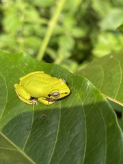 Hyperolius cinnamomeoventris