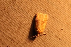 Agonopterix robiniella