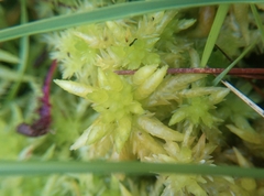 Sphagnum denticulatum