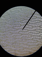 Sphagnum denticulatum