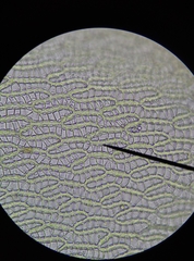 Sphagnum denticulatum