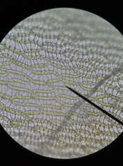 Sphagnum denticulatum