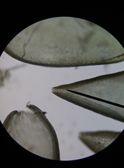 Sphagnum denticulatum