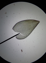Sphagnum denticulatum