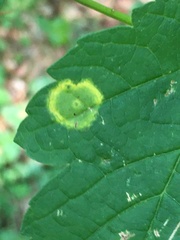 Drisina glutinosa