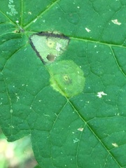 Drisina glutinosa