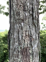 Carya carolinae-septentrionalis