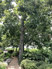 Carya carolinae-septentrionalis