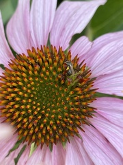 Zadontomerus