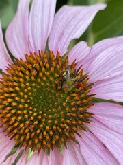 Zadontomerus