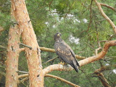 Haliaeetus albicilla