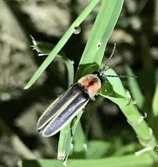 Photinus knulli