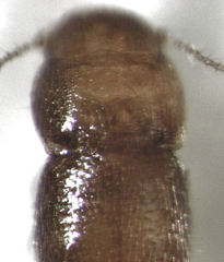 Ptinella acaciae