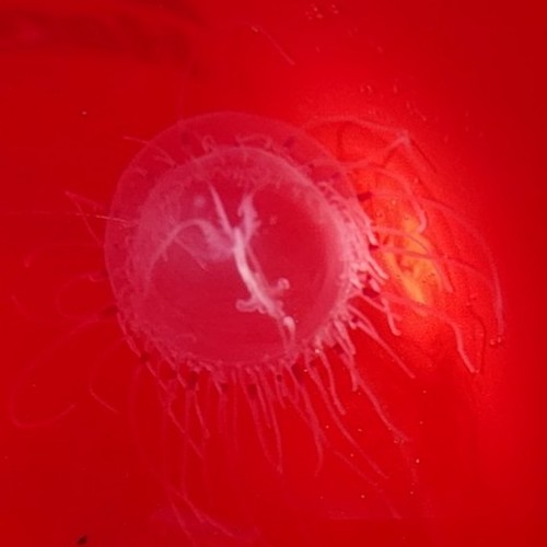 Corynidae