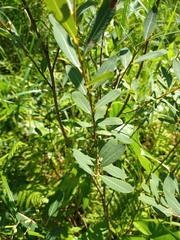 Salix pedicellaris