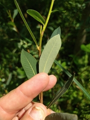 Salix pedicellaris