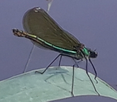 Calopteryx splendens