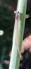 Ischnura denticollis